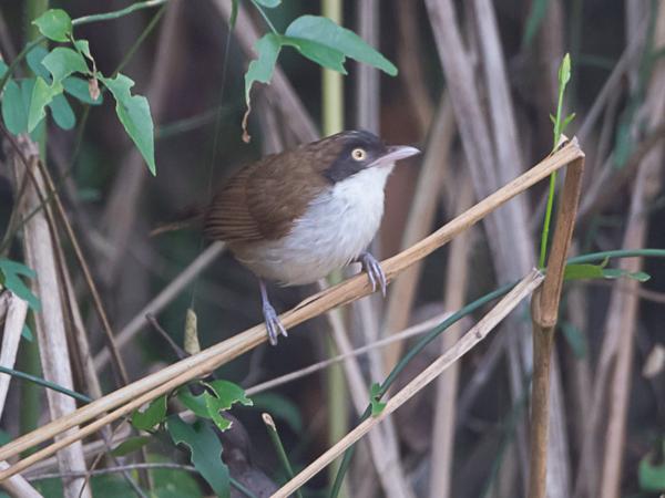 <h3><a href="/trips/srilanka/biota/animalia/chordata/aves/040 passeriformes/089 timaliidae/rhopocichla atriceps/rhopocichla atriceps-nl.html">Rhopocichla&nbsp;atriceps</a> / Dark‑fronted&nbsp;babbler / Zwartvoorhoofdbabbelaar</h3>NIKON D500 met AF-S Nikkor 80-400mm f/4.5-5.6G ED VR, 1/20 sec  bij F5.6, ISO 1250, afstand 8.91&nbsp;m